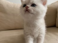 Ns 11 ve silver tabby british shorthair yavrular