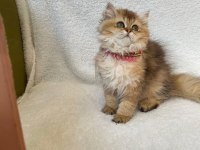 Anne Babası Şecereli British Longhair Yavrular Teslime Hazır