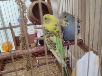 Dişi japones ve erkek klasik muhabbet kuşu