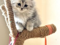 Muhteşem chinchilla kedisi bebeklerim ömürlük yuvalarını bekliyor