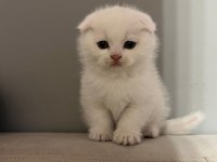 Böyle Scottish Fold Güzeli Daha Önce Görülmedi