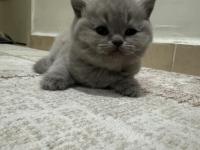 1.5 Aylık Kızımızı Sahiplendiriyoruz British Shorthair