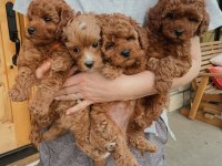 Sağlık ve ırk garantili toy poodle
