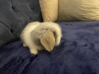 Yavru Hollanda Lop Tavşan Gri Beyaz