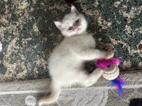 Çok Oyuncu Erkek Scottish Bebeğimiz