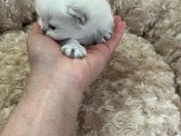 Minik British Bebeklerimiz Ailelerini Bekliyor