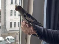 El Besleme Sultan Papağanı Yavruları