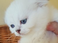 Sağlıklı Mavi Gözlü Safkan Scottish Fold Yavru Kedimiz