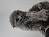Scottish Fold Yavrularımız Teslime Hazır