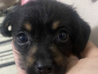 Dachshund Ve Maltipoo Melezi Yavru Bebek