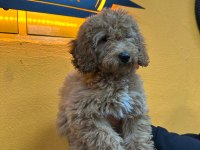 Yavru poodle