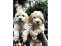 Muhteşem Büyümeyen Maltipoo Bebekler