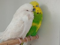 Çift Muhabbet Kuşları