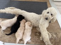 Dev Poodle ( Königspudel ) Bebişlerim