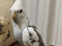 2 Yaşında Erkek Sultan Papağanı