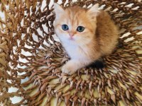 Safkan ny11 çok güzel altın bebek british shorthair