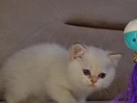 Golden Point British Shorthair Yavru Erkek