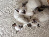 Blue Point Son Kalan British Yavrumuz Yuvasına Gitmeyi Bekliyor