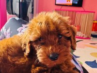 3 aylık yavru erkek toy poodle
