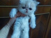 Exotic Longhair Erkek Ve Dişi Safkan Bebekler