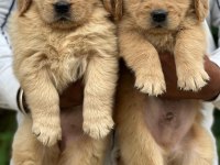 Safkan golden retriever bebekler