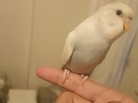 Muhabbet Kuşu Yavrularımız