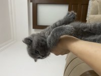 Minnoş Yavru British Shorthair