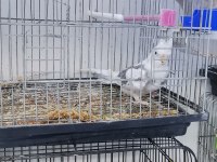 Yavru Erkek Sultan Papağanı