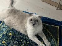 Uysal Scottish Fold Kedimize Yeni Yuva Arıyoruz