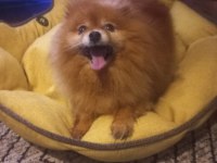 Yetişkin Pomeranian Köpeği