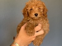 Burkem ailesinden muhteşem poodle yavruları