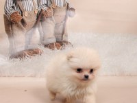 1 Adet Erkek Pomeranian Beyaz
