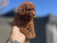 Red Brown Toy Poodle Yavruları
