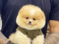Ayı Surat Pomeranian Boo Yavrularımız