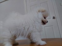 2.5 Aylık Pomeranian Boo/Güney Kore Üretimi/Karne Ve Mikro Çipi Size Ait Olacaktır