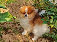 Muhteşem Ve Nadir Renkli Pomeranian