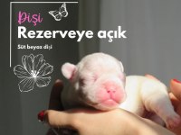 Beyaz yüksek ihtimalle mavi gözlü french bulldog yavrumuz