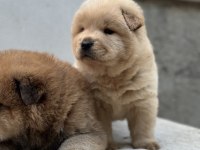 50 Günlük Çin Aslan Yavrularımız