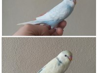 Yeni yeme düşmüş uysal renk güzeli yavru muhabbetler