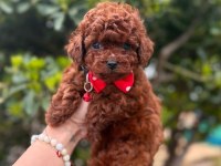 Mini toy poodle yavrular