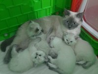 Full Şecereli Babadan Pamuk Scottish Straight Kız