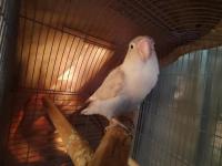 Çift Sevda Papağanı