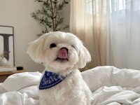 Sağlık ve ırk garantili maltipoo
