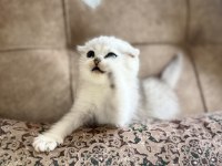 Wcf kayıtlı scottish fold shorthair seçkin ailelere özel