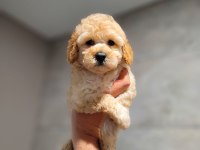 Toy poodle cinsi yavrular büyümez