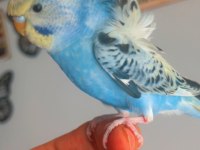 Ful evcil japones yavru muhabbet kuşu