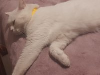 Kartopu Kedim Ücretsiz