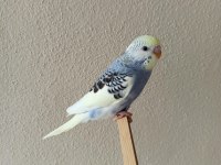 Yeni yeme düşmüş uysal renk güzeli yavru muhabbet kuşlar