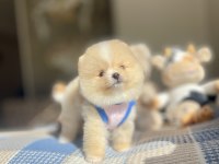 Ayı Surat Pomeranian Boo Yavrular