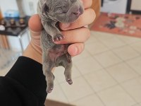 Dünyalar Güzeli French Bulldog Yavrularımız